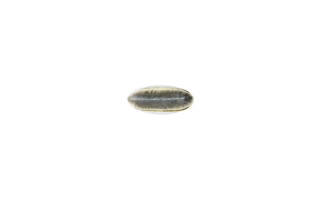190 Foundation Brush